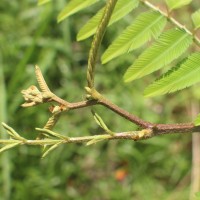 Mimosa pigra L.